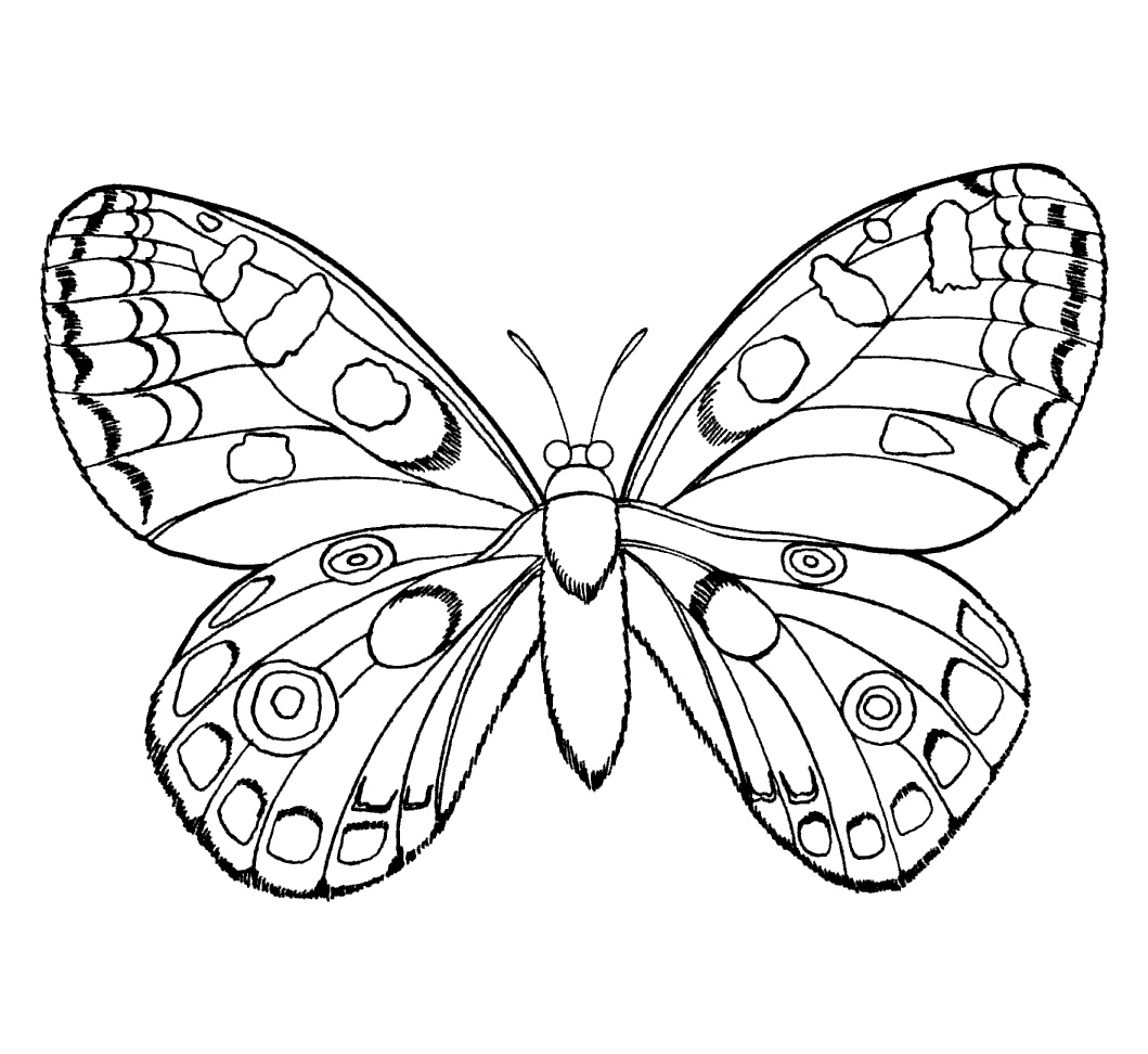 Раскраски картинки бабочки Распечатать бесплатно