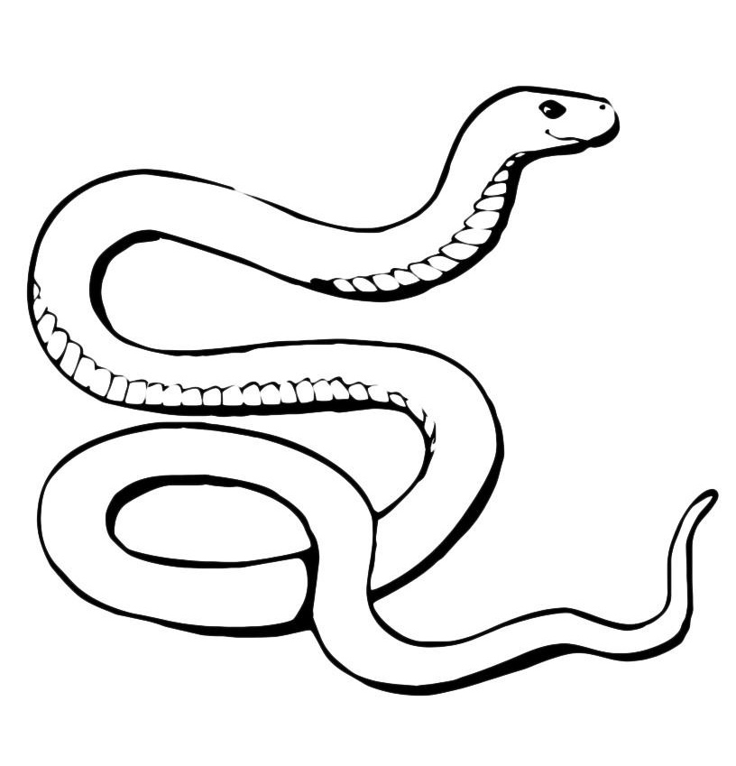 Картинки змей для срисовки (31 фото)