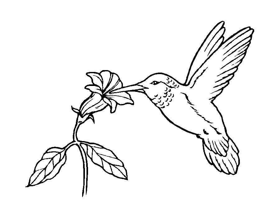 Изображения по запросу Раскраски птицы