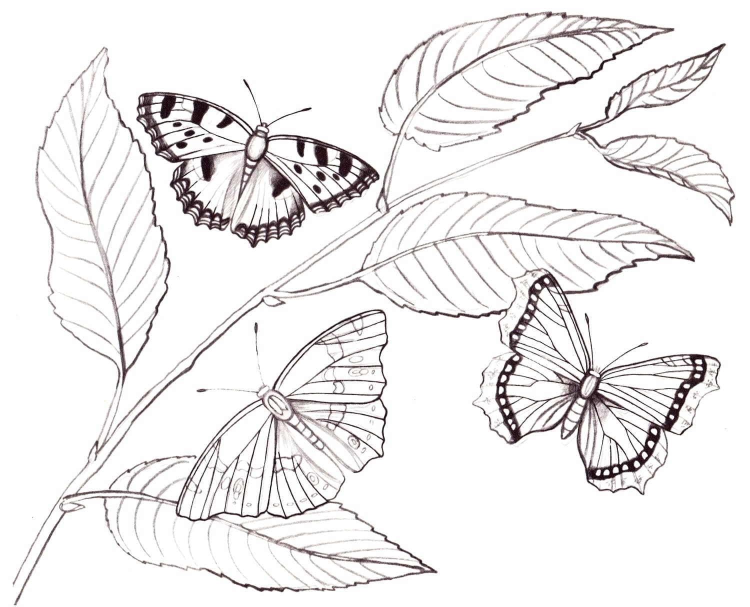 Тропические бабочки раскраска