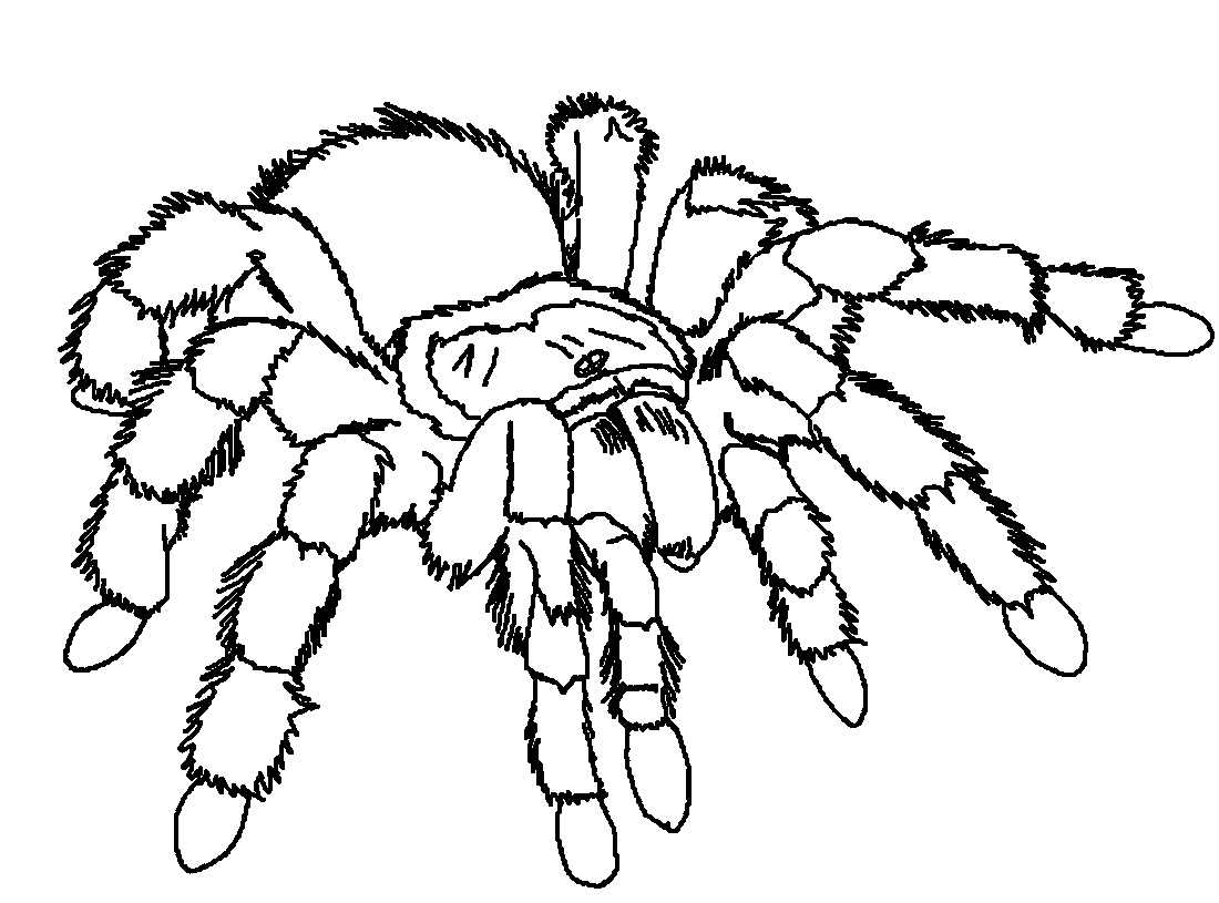 Раскраска паук насекомое