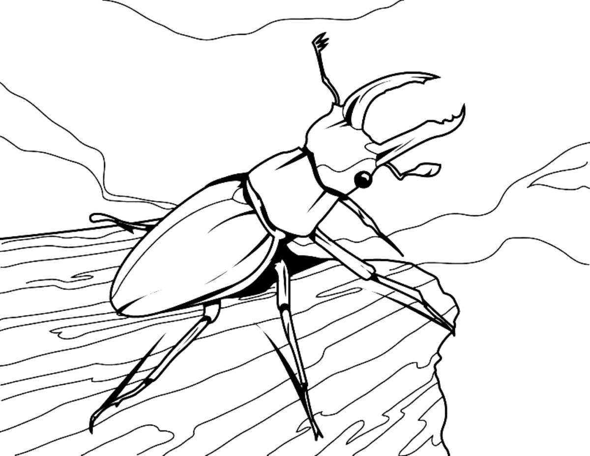 Пауки, жуки и мухи Раскраски насекомые
