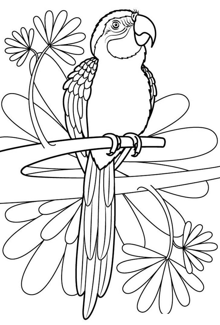 Раскраска попугай
