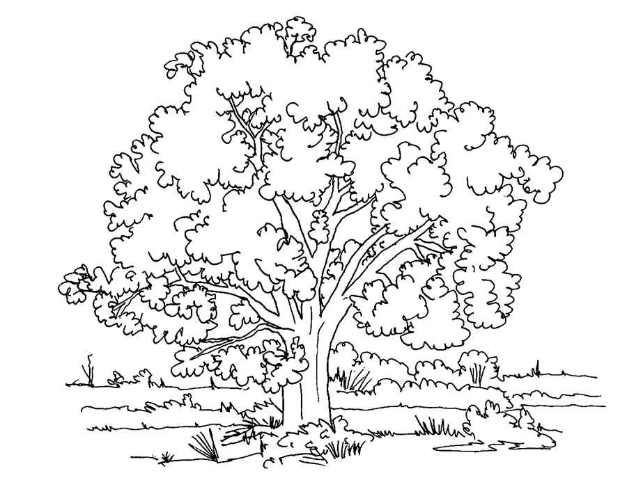деревья и кустарники
