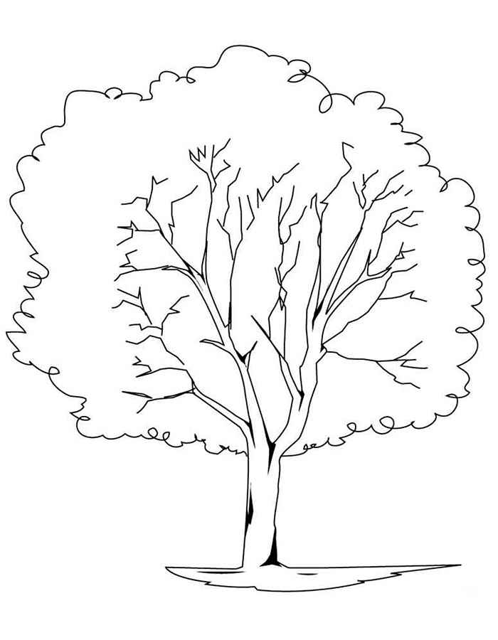 Дерево нарисованное карандашом