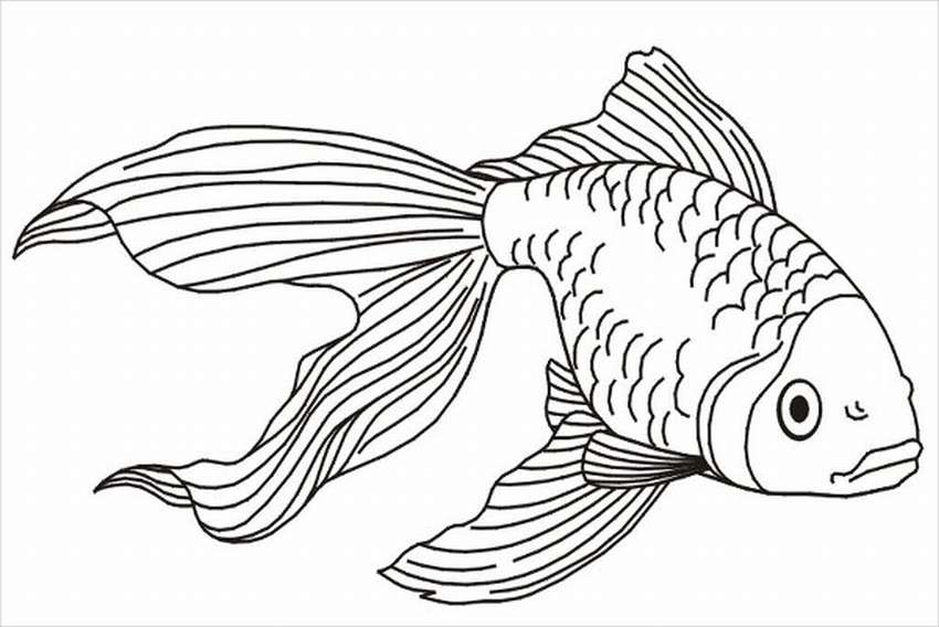 Раскраска рыба 