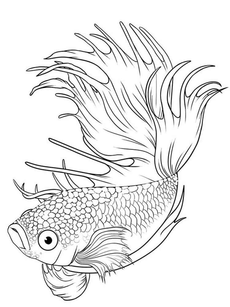 Раскраска рыба петушок