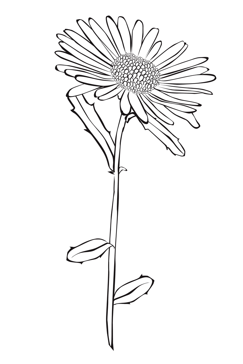 Раскраска Астра цветок для детей