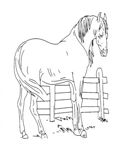 Морда лошади раскраска