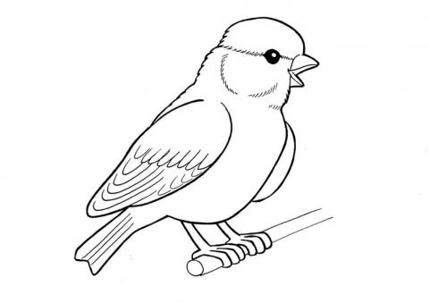 Картинки птиц, рисунки птиц