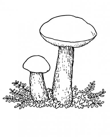 Раскраски из категории Контуры грибы