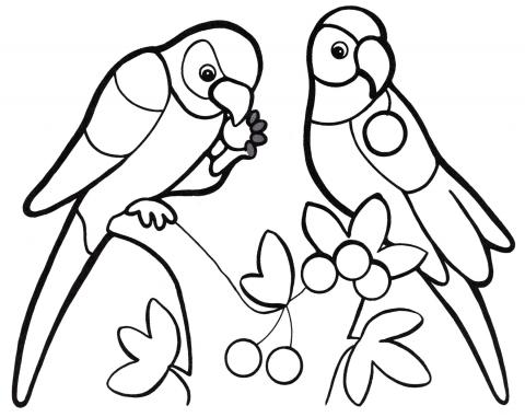 раскраски попугай попугайчик самка попугай