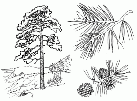 Разные деревья и кустарники