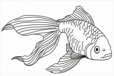 Распечатать раскраски аквариумных рыбок. Раскраска для детей аквариумных рыб