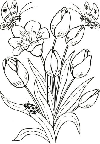 Раскраска Цветы Тюльпаны