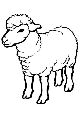 Козы и овечки