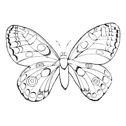 Бабочки